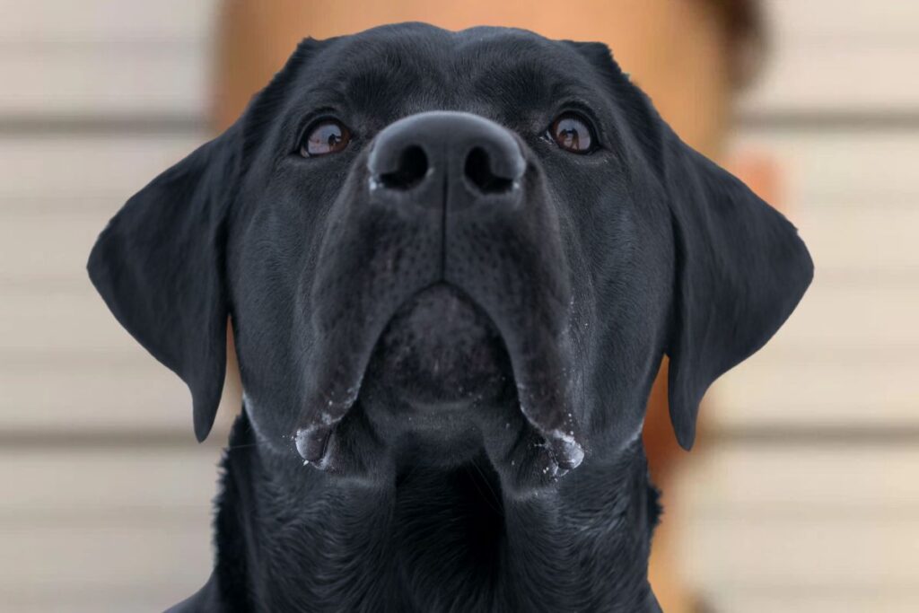 SIGNS: Man Sexually Assaults Dog, Posts Online & Gets Arrested
