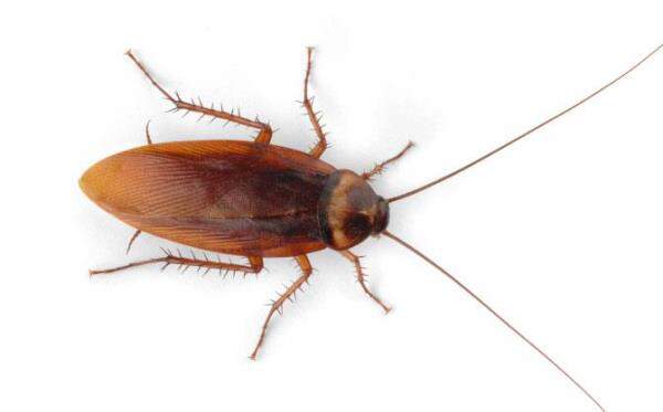 SIGNS: South Korean Woman Sparks Deadly Fire Trying To Kill Cockroaches
