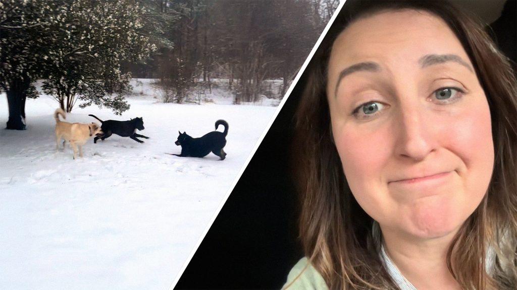 After Years of Peaceful Coexistence, Alabama Woman’s Male Dogs Start Fighting. She Can’t Believe the Reason the Trainer’s Explanation